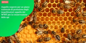 Appello urgente per un piano nazionale di protezione degli impollinatori appello del WWF per la conservazione delle api_11zon (1)