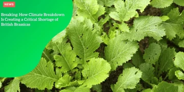Breaking: How Climate Breakdown Is Creating a Critical Shortage of British Brassicas