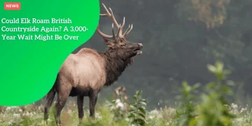 Elk Roam